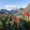 Madeira 2026-the last dance Miniaturansicht 3