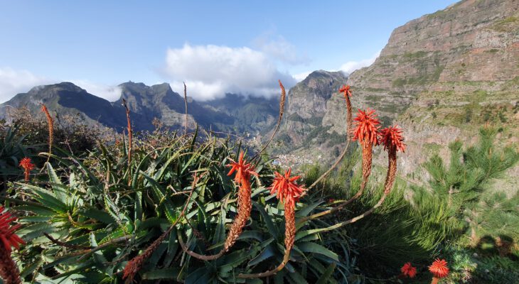 Madeira 2026-the last dance