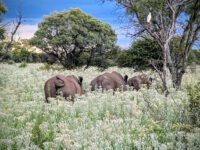 Südafrika-eine Wellt in einem Land 2026  Bild-5
